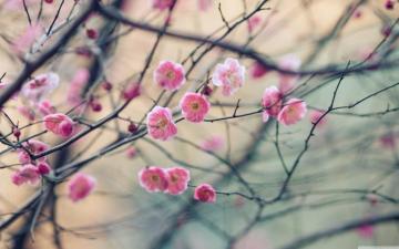 Wall Paper Plum Blossom HD Wallpaper Background