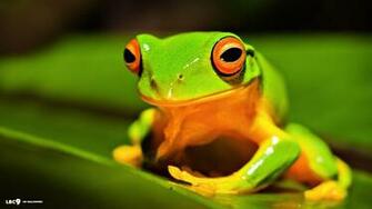 Amphibians Wallpaper X Net