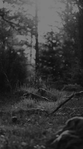 Black And White Forest Nature Eerie Android Wallpaper