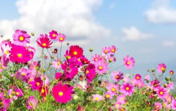 Wallpaper Field Summer Flowers Colorful Meadow