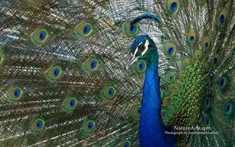 Peacock Wallpaper Animal