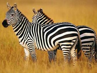 Animal Wallpaper Archives Getwall Net