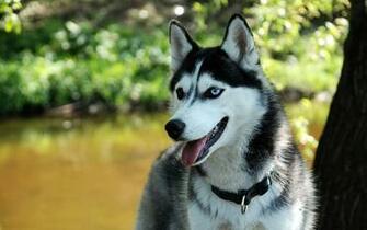Husky Sib Rien Wallpaper