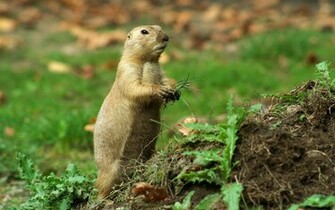 Animals Wallpaper Groundhog Photos