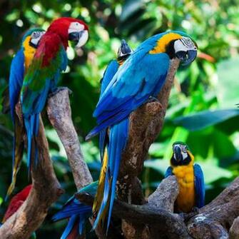 Tropical Parrott Group Wallpaper Birds
