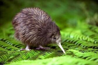 Kiwi Bird Desktop HD Wallpaper