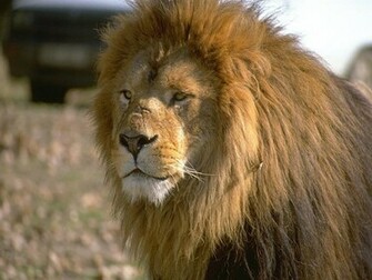 Lion Wallpaper HD Pictures Image Photos