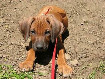 Rhodesian Ridgeback Wallpaper