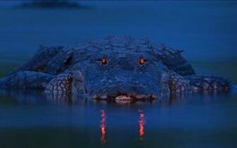 Alligator Wallpaper Image Group