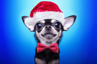Christmas Puppy HD Animals 4k Wallpaper Image Photos