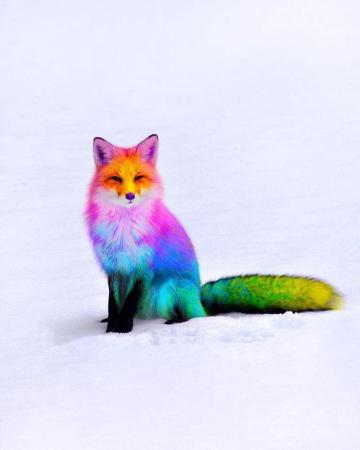 Animals The Magnificent Rainbow Makeover Edition