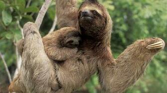 Funny Sloth Animals HD Wallpaper 4u