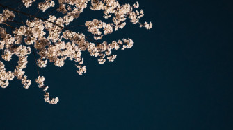 Wallpaper Sakura Branches Flowers Minimalism