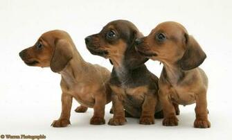 Cute Puppy Dogs Dachshund Puppies