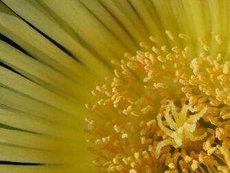 Most Beautiful Flowers Wallpaper