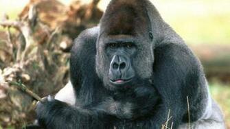 Silverback Gorilla Strength Pet Monkey