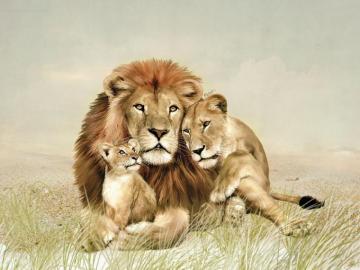 Lion Family High Definition Wallpaper Baltana