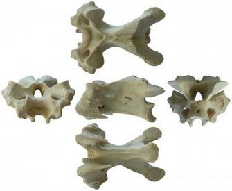 Mike Taylor Cervical Vertebra Of The Turkey Meleagris Gallopavo