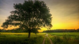 Beautiful Tree Wallpaper