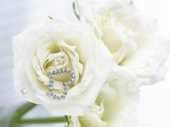 Pure White Rose Wallpaper Colors