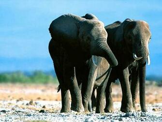 Wallpaper Elephant