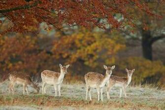 Beautiful Wallpaper Deer