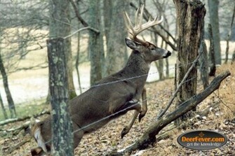 Big Buck Wallpaper Deer S Tagged Background