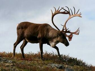 Canada S Wildlife Our Program Works To Maintain Abundant