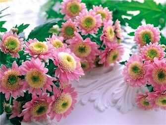 Nature Flowers Wallpaper Snegidhi