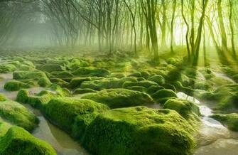 Trees Swamp Fresh Background Image Morning Landscape