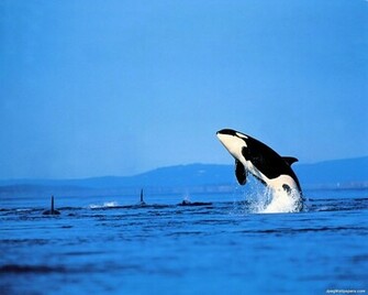 Killer Whale Wallpaper
