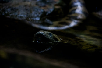 The Green Anaconda Wallpaper