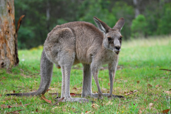 Kangaroo Wikipedia