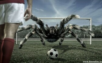 Spider Wallpaper Poisonous And Deadly Spiders HD