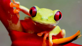 Red Eyed Tree Frog Wallpaper Animal