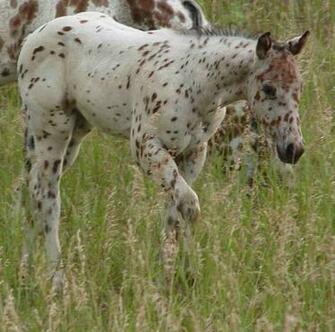 Appaloosa Horse Photo Cute Pictures Net