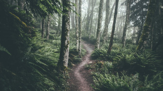 Forest Green Wallpaper