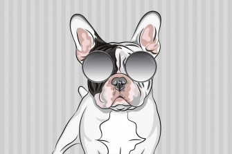 An Adorable French Bulldog Playing With Toys Wallpaper