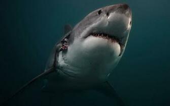 Great White Shark Wallpaper Animal