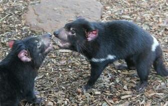 Tasmanian Devil Computer Wallpaper Desktop Background Id