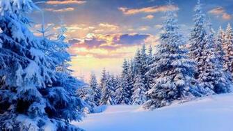 Firs Under Snow Forest Desktop Pc And Mac Wallpaper