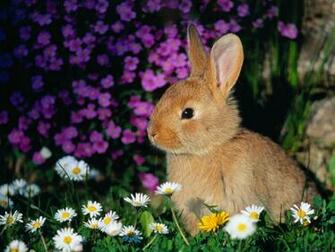 Bunny Baby Bunnies Photo