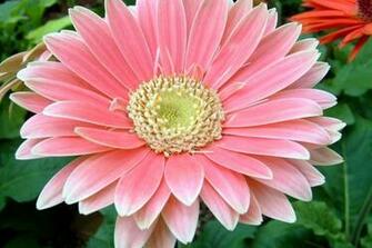 Flower Falling Live Wallpaper Android Apps And Tests Androidpit