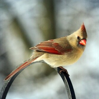 iPhone Cardinal Birds Wallpaper