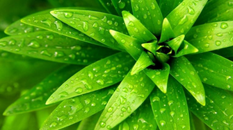 Green Leaves Wallpaper Net