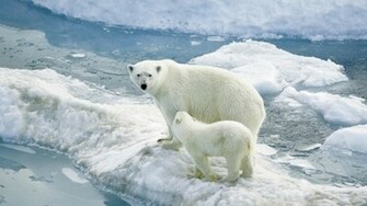 Polar Bear Wallpaper HD Desktop Wallapers High