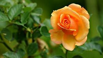Variedad De Wallpaper Rosas Todos Los Colores Comp Rtelo