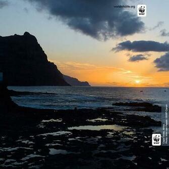 Wwf iPad Wallpaper Gallery World Wildlife Fund