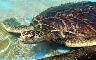 Sea Turtle Wallpaper