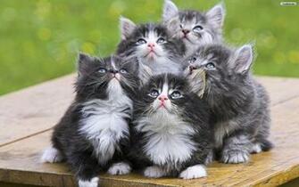 Am Funny Wallpaper HD Cat Desktop